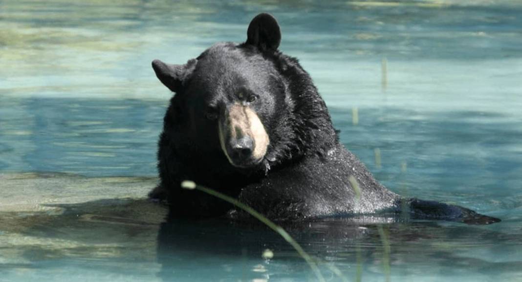 Denizden çıkan garip canlıyı gören herkes panikle kaçışmaya başladı! O anları izleyenler küçük dilini yuttu 3